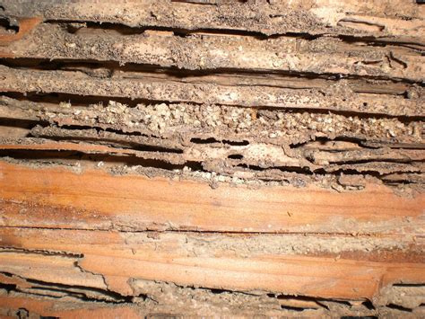 Termites Wood Damage With Pictures