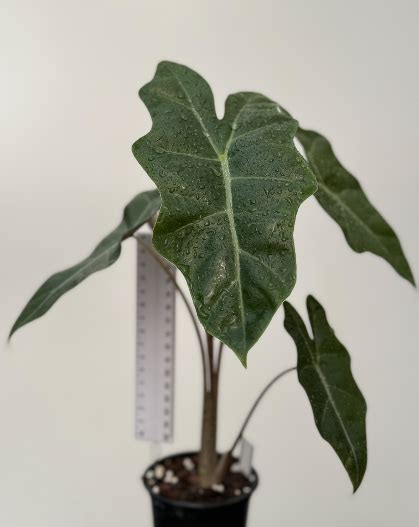 Alocasia Pseudosanderiana Plantae Orchids And Rare Plants