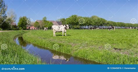 Panorama Of A Farm And Dutch Cows In Groningen Stock Photo Image Of