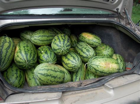 Little Flower Farm: The Great Melon Harvest of 2012