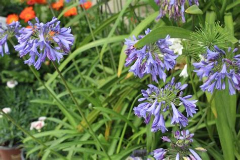 California Spring Trials Day Two Highlights And New Plants From