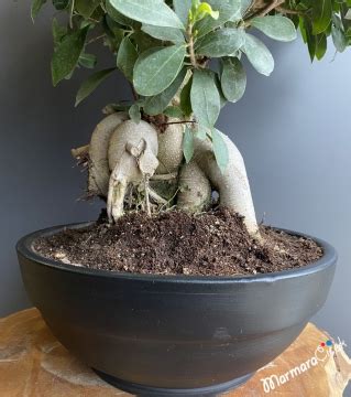 Ficus Ginseng Bonsai Bonsai Bitkisi Bonsai A Ac