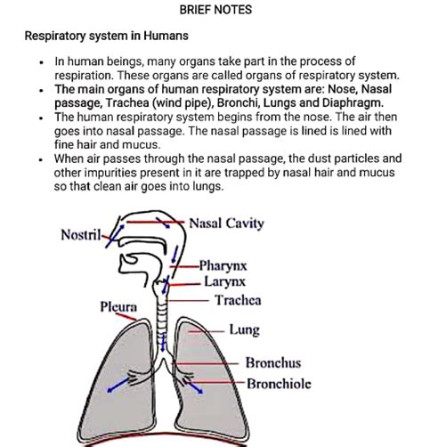 Cbse Class 10 Science Biology Respiration Assignment