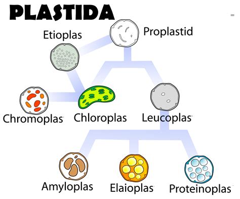 Fungsi Kloroplas & Plastida (Struktur Kloroplas dan Plastida)