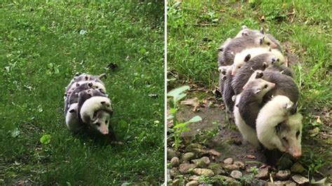 Watch This Mama-of-the-Year Opossum Carry 12 Babies on Her Back - YouTube