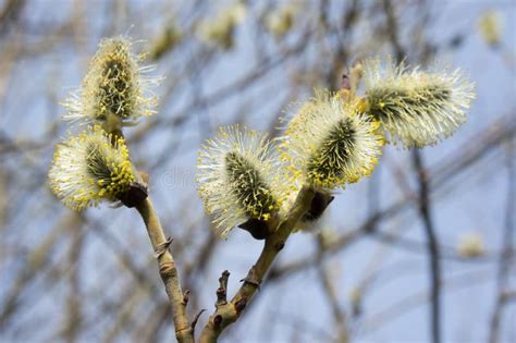 Flowering Willow Buds Blossomed In April Stock Photo Image Of Pollen