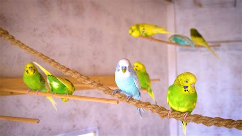 Flock Of Singing And Chirping Budgerigars In Aviary For Hour Sounds