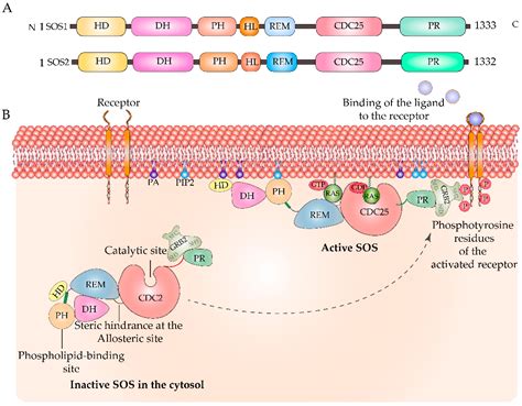 Kinases And Phosphatases Free Full Text Regulation Of Ras Gtpase