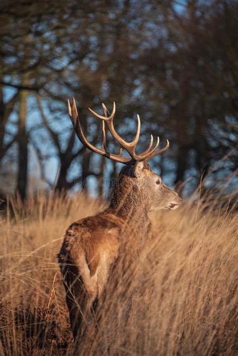 Stunning Portrait Of Red Deer Stag Cervus Elaphus In Golden Dawn