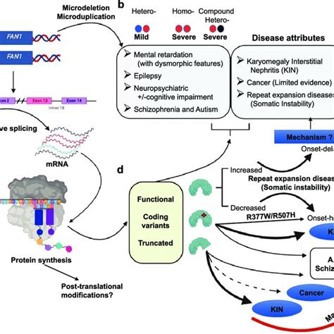 Overview of FAN1 genetics and its associated diseases. (a) Heterozygous ...