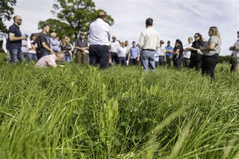 Multi Species Swards In Sustainable Farming Systems