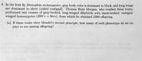 Solved In The Fruit Fly Drosophila Melanogaster Gray Body Color Is