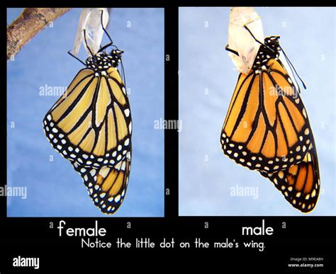 Female and Male Monarch Butterflies in Illinois Stock Photo - Alamy