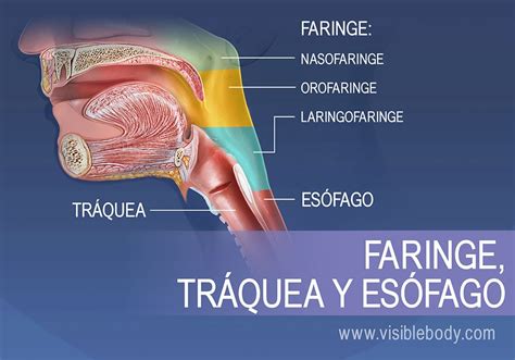 Sistema Respiratorio Superior