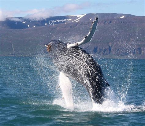 Speedboat Whale Watching In Reykjavik Guide To Iceland