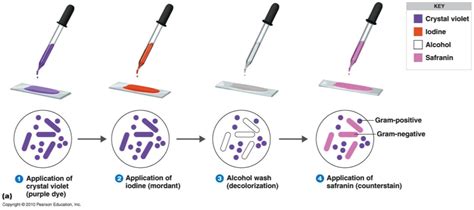 Gram Staining Bacteria Experiment James Lazib S A Level Biology