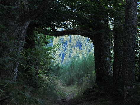 Jakobus Wald Weg Baum Bernd Brang Flickr