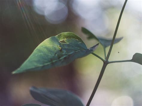 Banco De Imagens Natureza Ramo Bokeh Plantar Luz Solar Raio