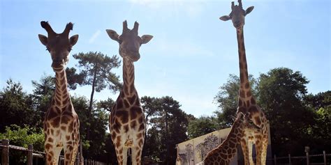 Zoo De La Fleche Zoo De La Fleche