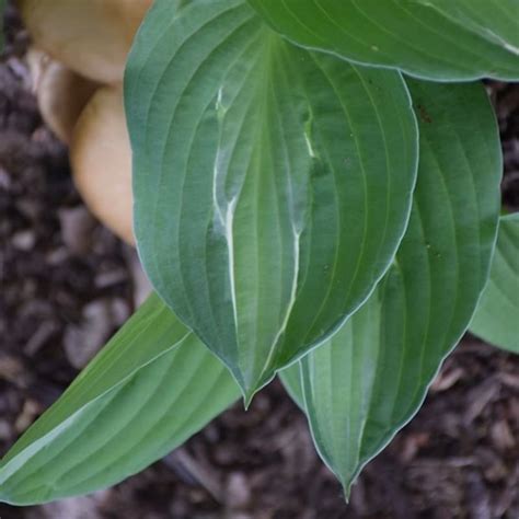 Hosta Striptease #1 - Ted Lare - Design & Build