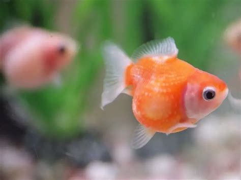 Pearlscale Goldfish Care Guide Species Profile Fishkeeping World