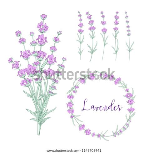 Set Lavender Flowers Elements Botanical Illustration Stock Vector