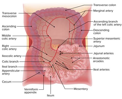 Peritoneum Anatomy Concise Medical Knowledge