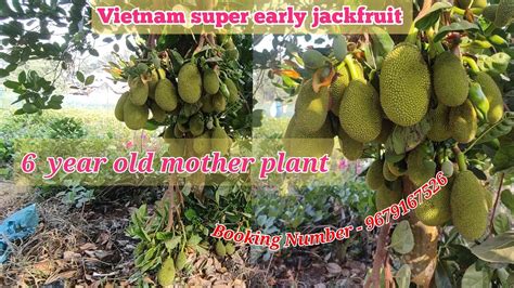 Vietnam Super Early Jackfruit 6 Year Old Mother Plant Fruit Fruit