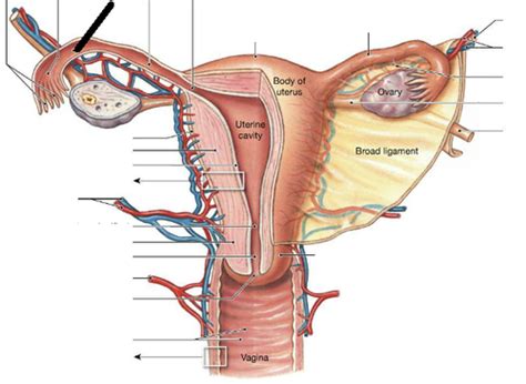 Bio Reproductive System Flashcards Quizlet