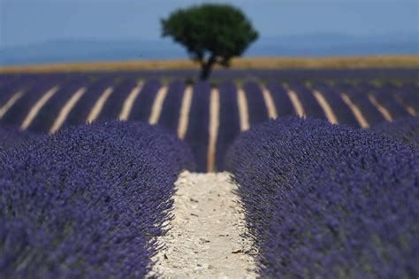 Lavande Ou Lavandin Les Deux Sont Au Parfum