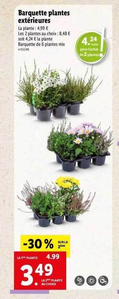 Promo Barquette plantes extérieures chez Lidl