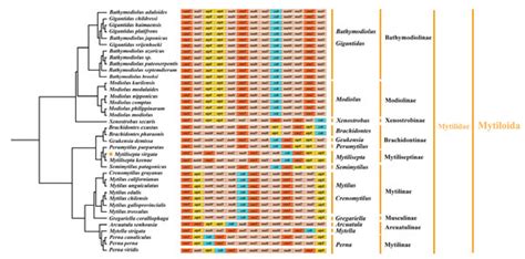 Genes Special Issue Mitochondrial Dna Replication And Transcription