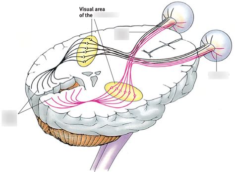 Pathway From The Eyes To The Visual Cortex Quizlet