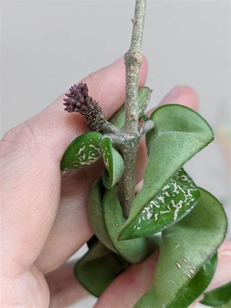 How To Get A Hoya To Bloom My Tips For Encouraging Flowering Hoya