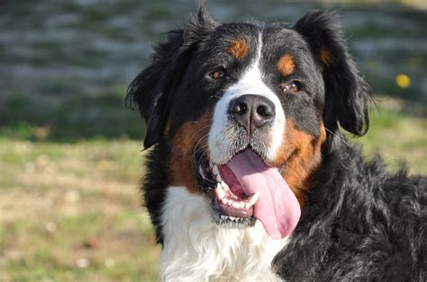 101 Female Bernese Mountain Dog Names + Meanings