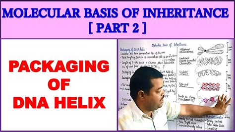 Molecular Basis Of Inheritance For Neet Part 2 Packeging Of Dna