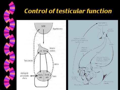 Control Of Testicular Function