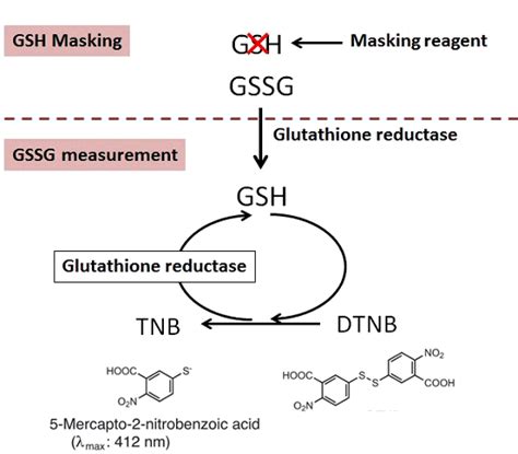 Glutathione Quantification Gssg Gsh Quantification Kit Dojindo