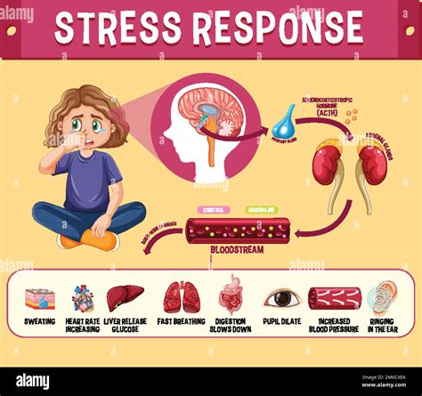 Stress Response System Scheme Illustration Stock Vector Image And Art Alamy