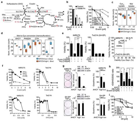 Mycn Activates Transsulfuration Genes Controlling Met To Cys Conversion