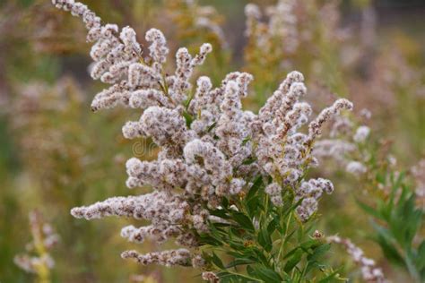 Tall Goldenrod Pappus after Flowering. Stock Photo - Image of flowering ...