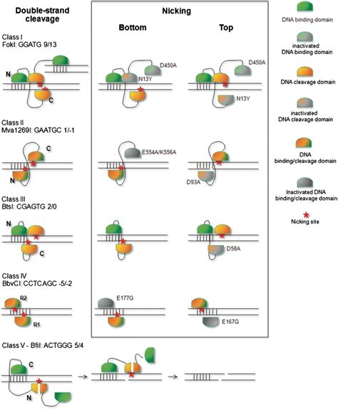 Five Classes Of Restriction Endonucleases That Recognize Asymmetric Download Scientific Diagram