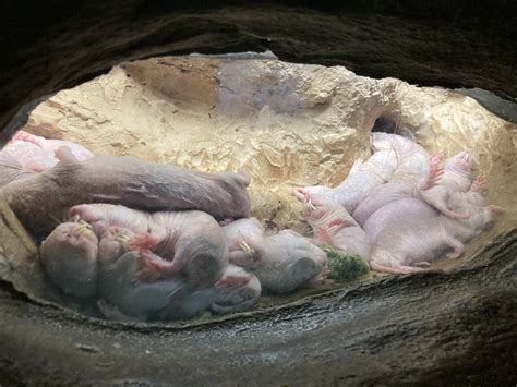 Naked Molerat Heterocephalus Glaber Know Your Mammals