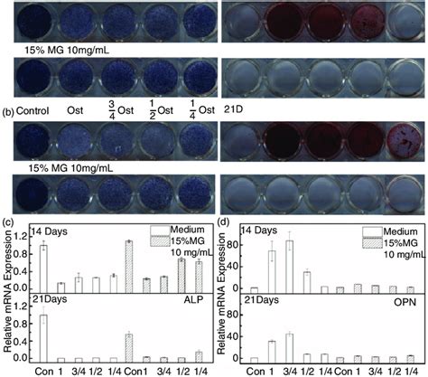 Osteogenic Differentiation Of Mscs Treated With Different Conditioned