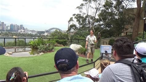12pm Bird Show Taronga Zoo Sydney Australia 29122016 Youtube