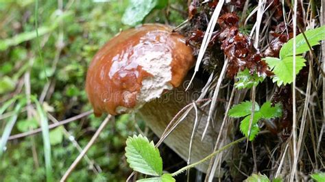 The Boletus Mushroom Grows Among Green Moss In A Clearing In The Forest