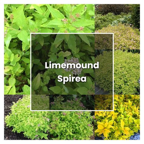 How To Grow Limemound Spirea Plant Care Tips NorwichGardener