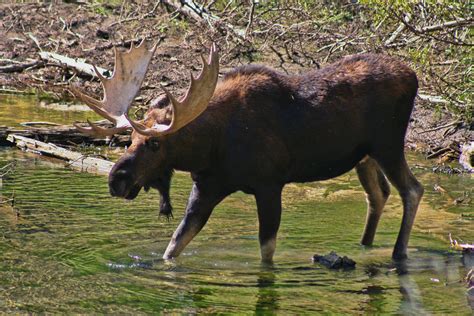 Is There Moose In The Grand Canyon At Arthur Popp Blog