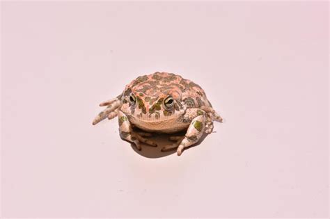 Bufo Common European Toad Stock Photo Image Of Amphibian