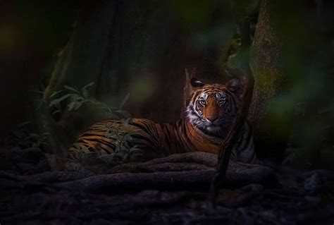 Captivating Tiger Photography Tours in India - Explore Majestic Big ...